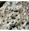 Кустовая хризантема Бакарди белая