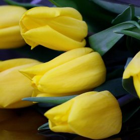 Желтые тюльпаны от интернет-магазина «Floral24» в Сочи