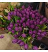 Фиолетовый тюльпан